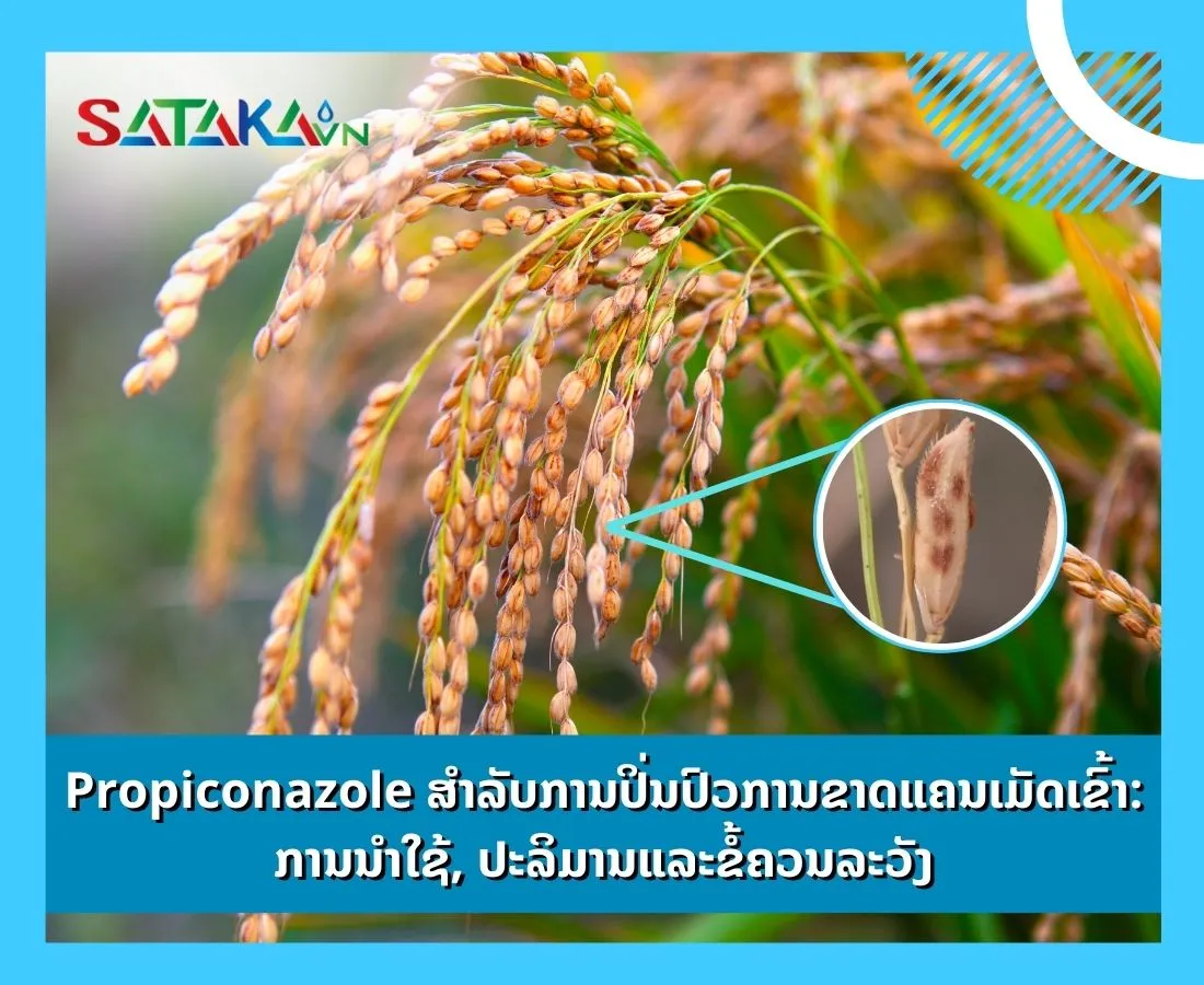 Propiconazole ສໍາລັບການປິ່ນປົວການຂາດແຄນເມັດເຂົ້າ: ການນໍາໃຊ້, ປະລິມານແລະຂໍ້ຄວນລະວັງ