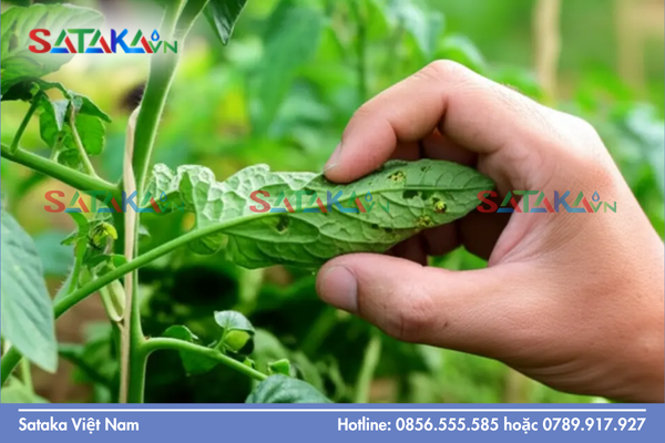 Giải mã cơ chế gây "nóng" và "sốc nhiệt" của dạng nhũ dầu EC