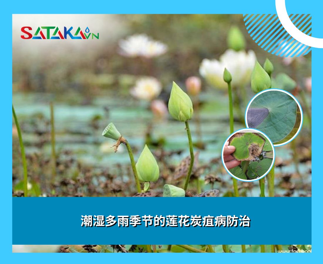 潮湿多雨季节的莲花炭疽病防治
