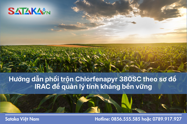 Hướng dẫn phối trộn Chlorfenapyr 380SC theo sơ đồ IRAC để quản lý tính kháng bền vững