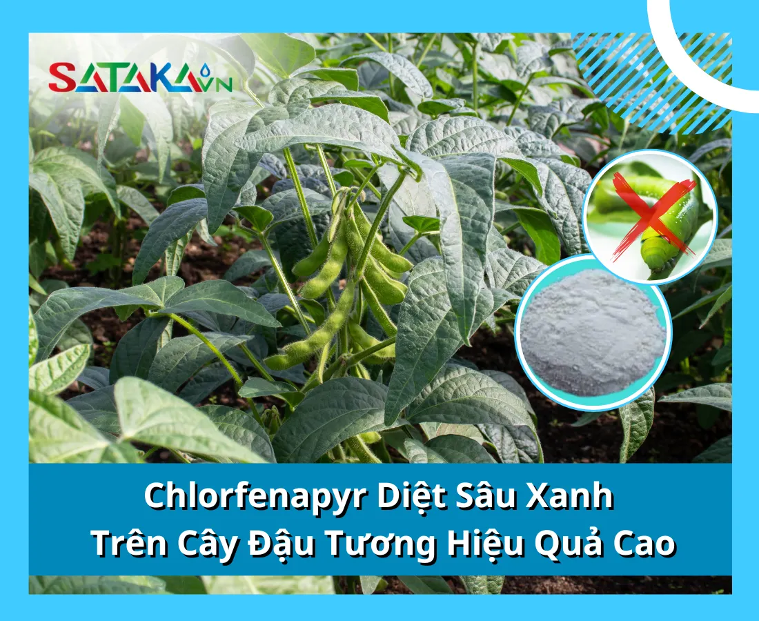 Chlorfenapyr Diệt Sâu Xanh Trên Cây Đậu Tương Hiệu Quả Cao