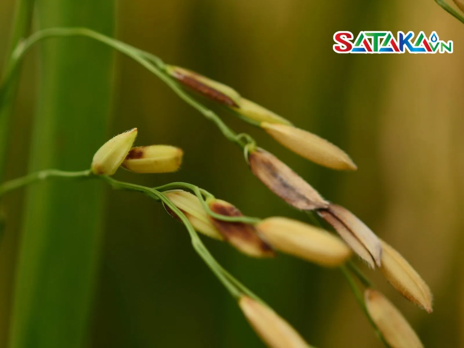 Rice grain sterility