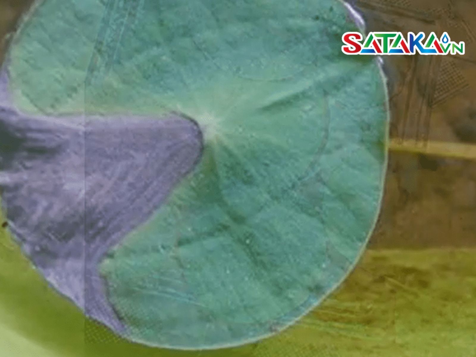ជំងឺអង់ត្រាក់ណូសលើឈូក