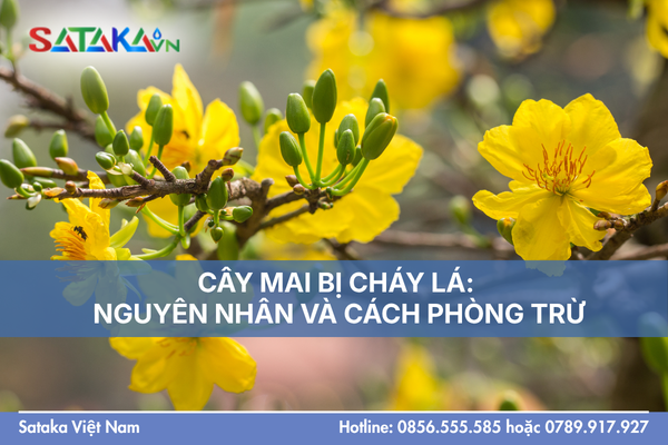 CÂY MAI BỊ CHÁY LÁ: NGUYÊN NHÂN VÀ CÁCH PHÒNG TRỪ