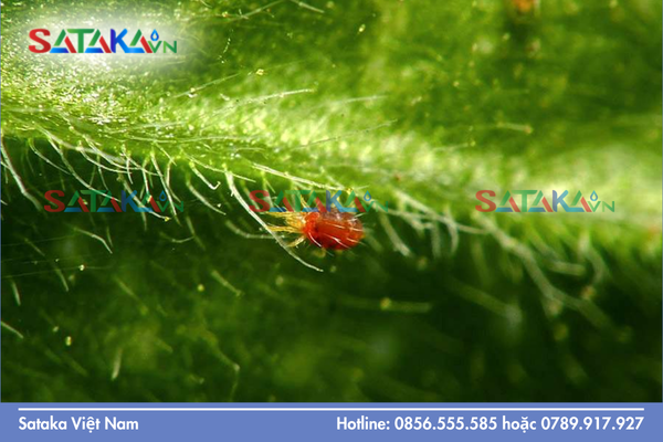 Bí quyết "vũ khí" tối ưu hóa hiệu quả phác đồ