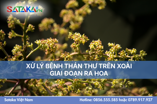 XỬ LÝ BỆNH THÁN THƯ TRÊN XOÀI GIAI ĐOẠN RA HOA 