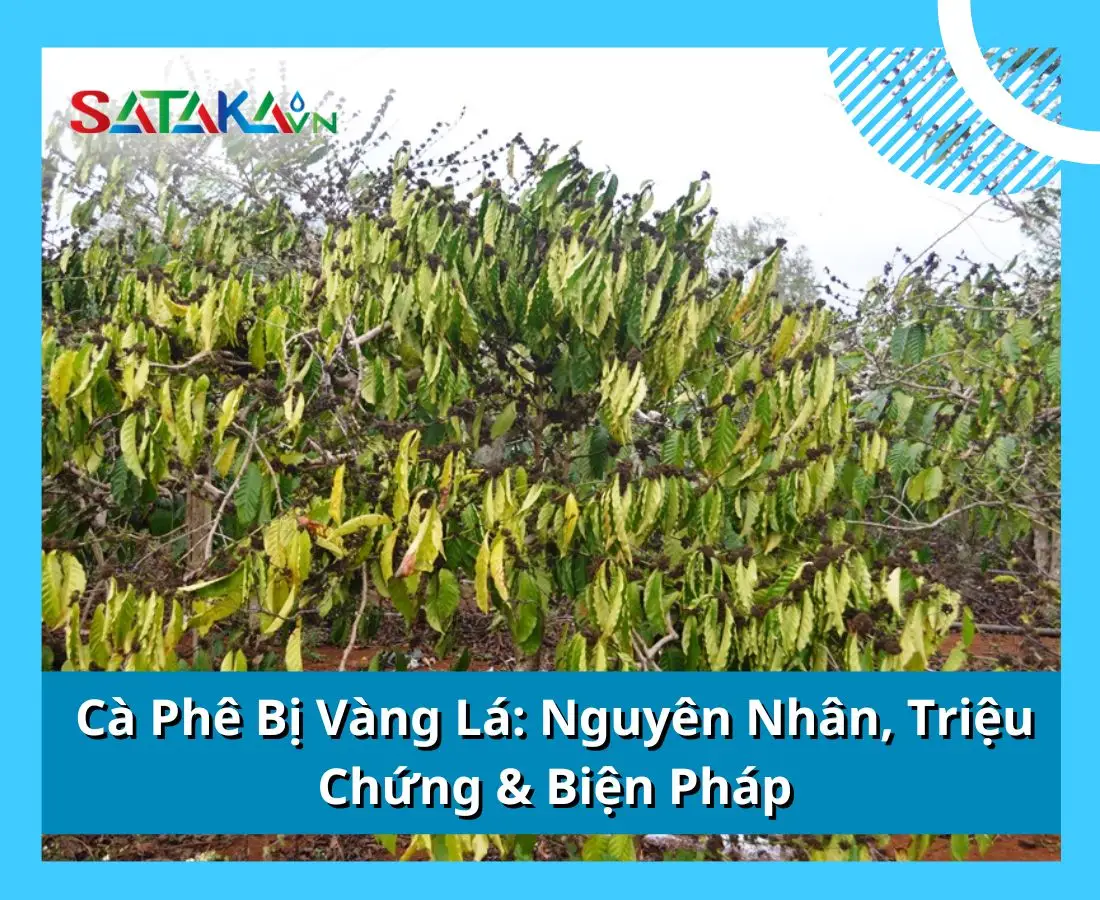 Cà Phê Bị Vàng Lá: Nguyên Nhân, Triệu Chứng & Biện Pháp