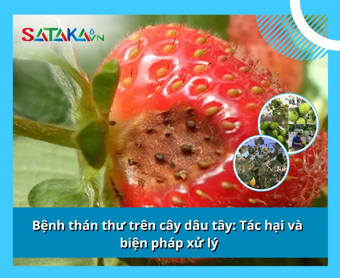 Bệnh thán thư trên cây dâu tây: Tác hại và biện pháp xử lý