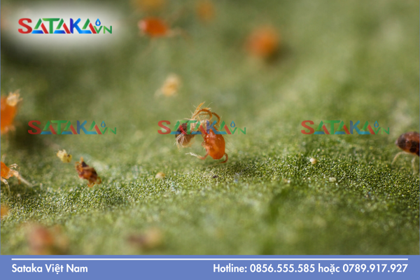  Cơ chế tác động (MoA) là gì và tại sao lại quan trọng?