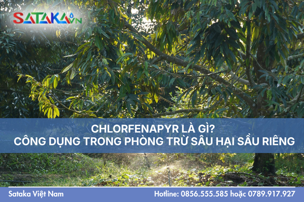 CHLORFENAPYR LÀ GÌ? CÔNG DỤNG TRONG PHÒNG TRỪ SÂU HẠI SẦU RIÊNG