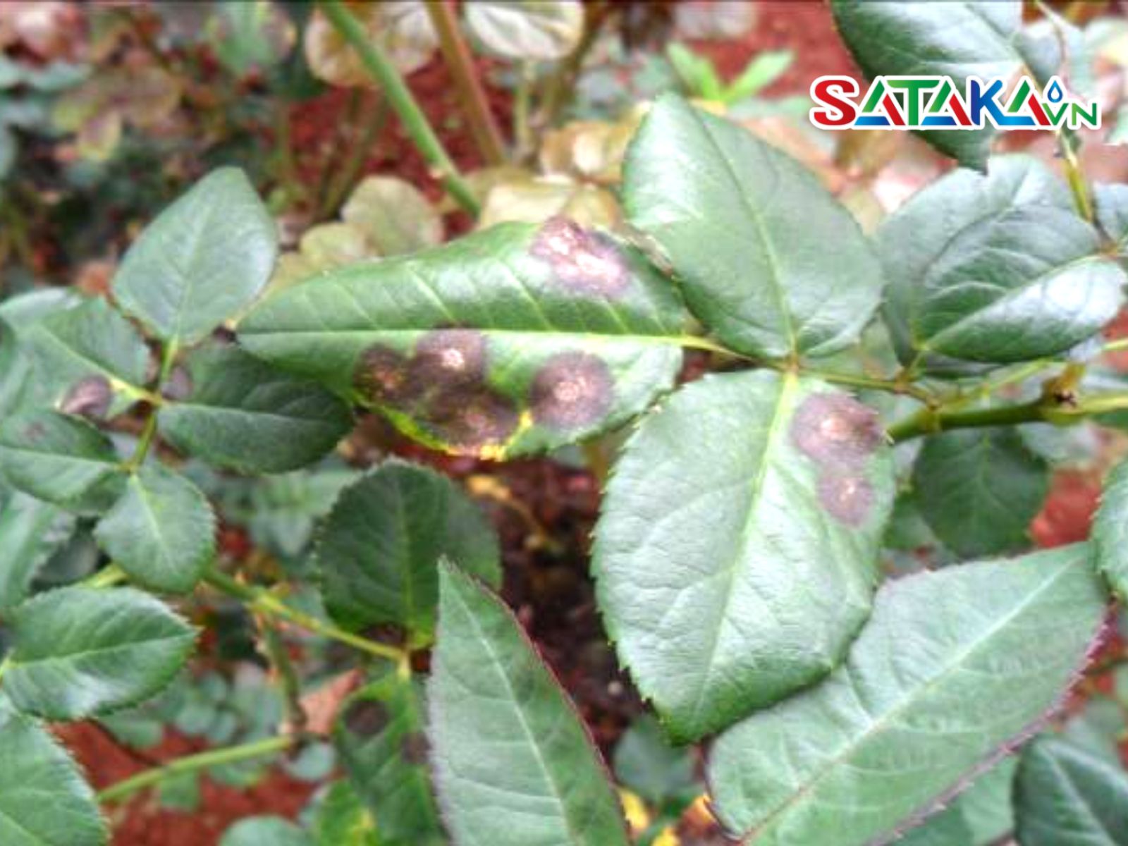 Rose Anthracnose