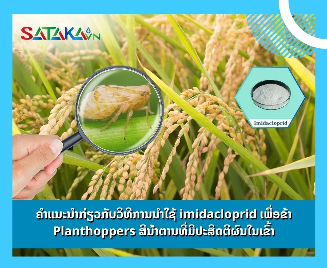 ຄໍາແນະນໍາກ່ຽວກັບວິທີການນໍາໃຊ້ imidacloprid ເພື່ອຂ້າ Planthoppers ສີນ້ໍາຕານທີ່ມີປະສິດຕິຜົນໃນເຂົ້າ