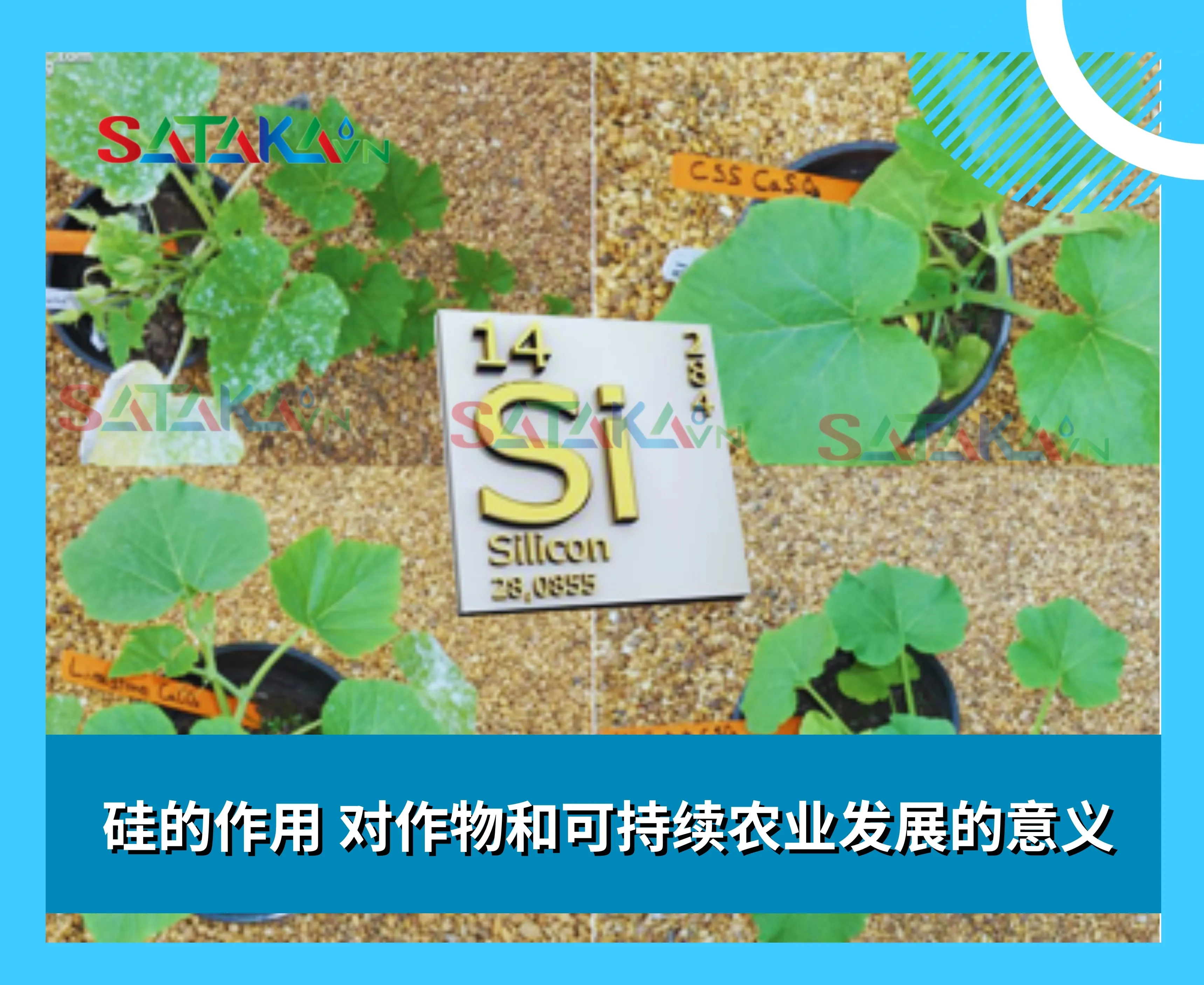 硅的作用 对作物和可持续农业发展的意义