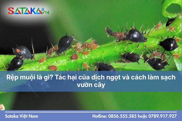 Rệp muội là gì? Tác hại của dịch ngọt và cách làm sạch vườn cây