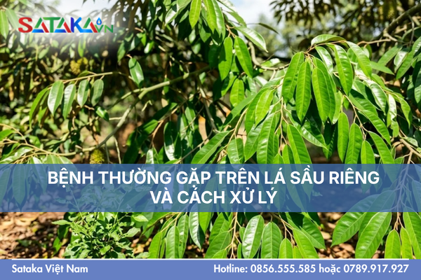 BỆNH THƯỜNG GẶP TRÊN LÁ SẦU RIÊNG VÀ CÁCH XỬ LÝ