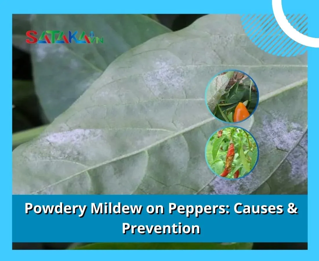 Powdery Mildew On Peppers: Causes & Prevention