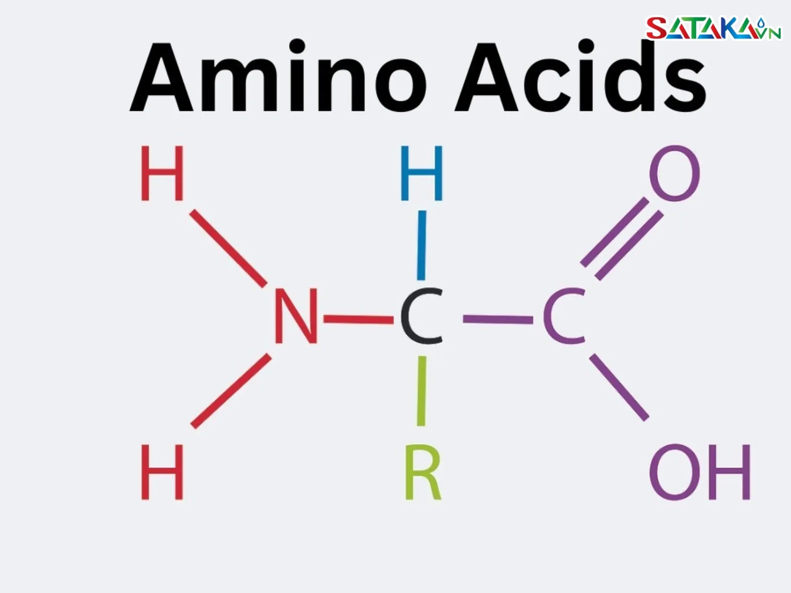 Basic structures of Amino Acids