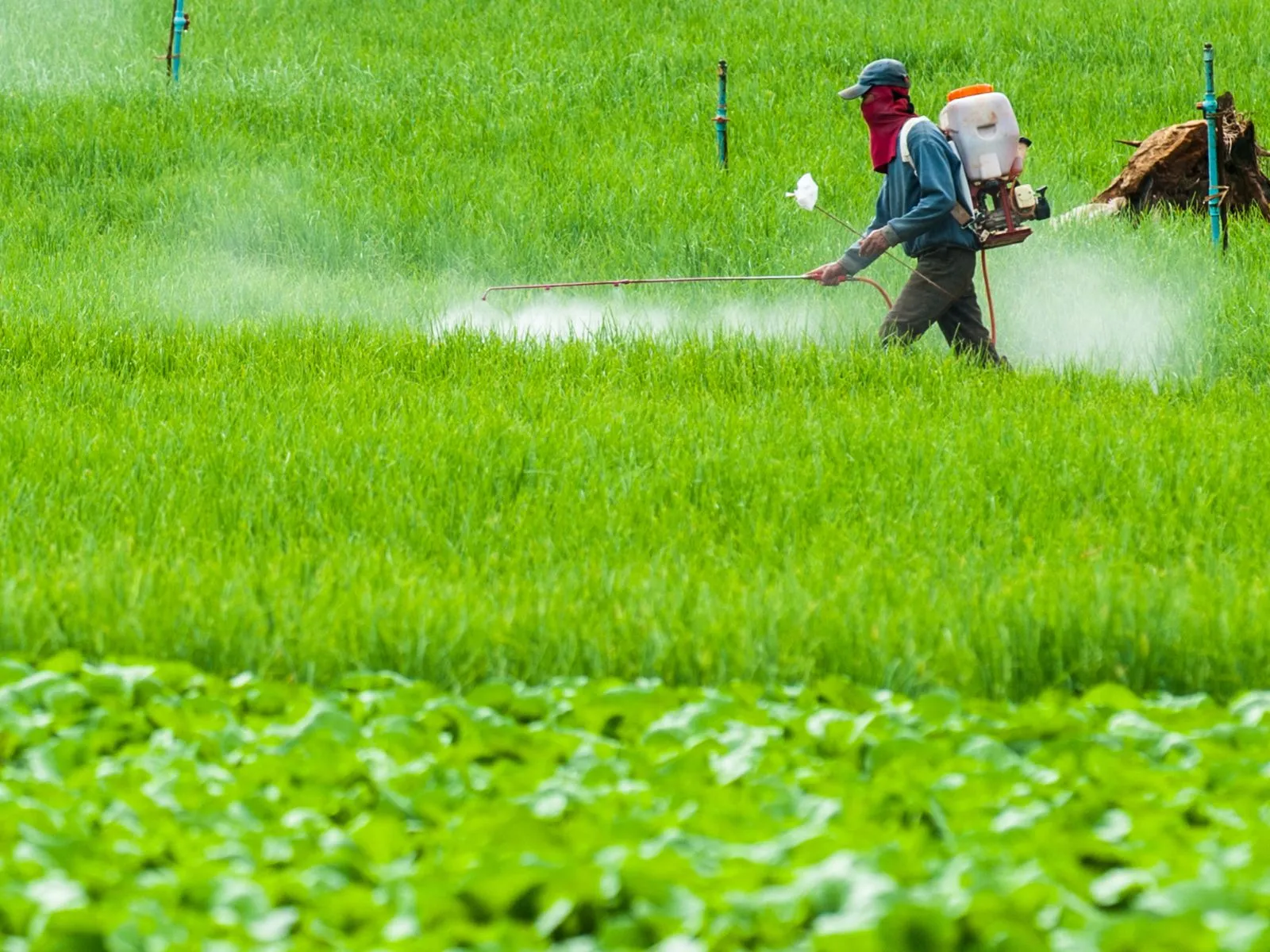 Spray evenly on rice