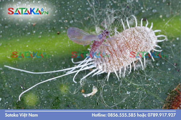 Khái niệm rệp sáp là gì và cơ chế gây hại tự nhiên