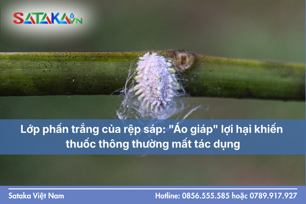 Lớp phấn trắng của rệp sáp: "Áo giáp" lợi hại khiến thuốc thông thường mất tác dụng