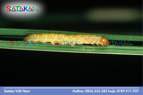 Câu hỏi thường gặp