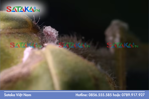 Cơ chế xuyên thấu lớp vỏ sáp từ góc nhìn hóa học