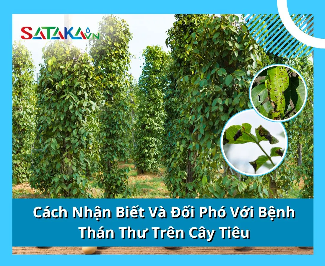 Cách Nhận Biết Và Đối Phó Với Bệnh Thán Thư Trên Cây Tiêu