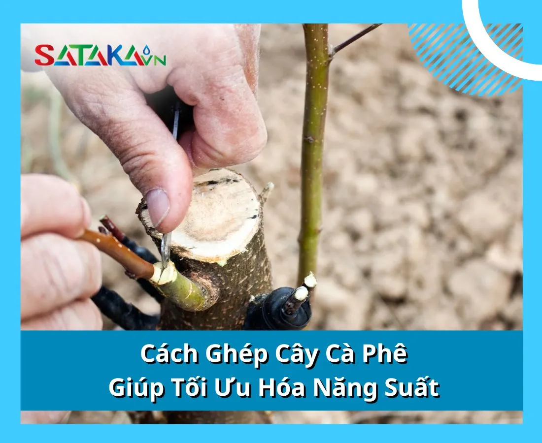 Cách Ghép Cây Cà Phê Giúp Tối Ưu Hóa Năng Suất