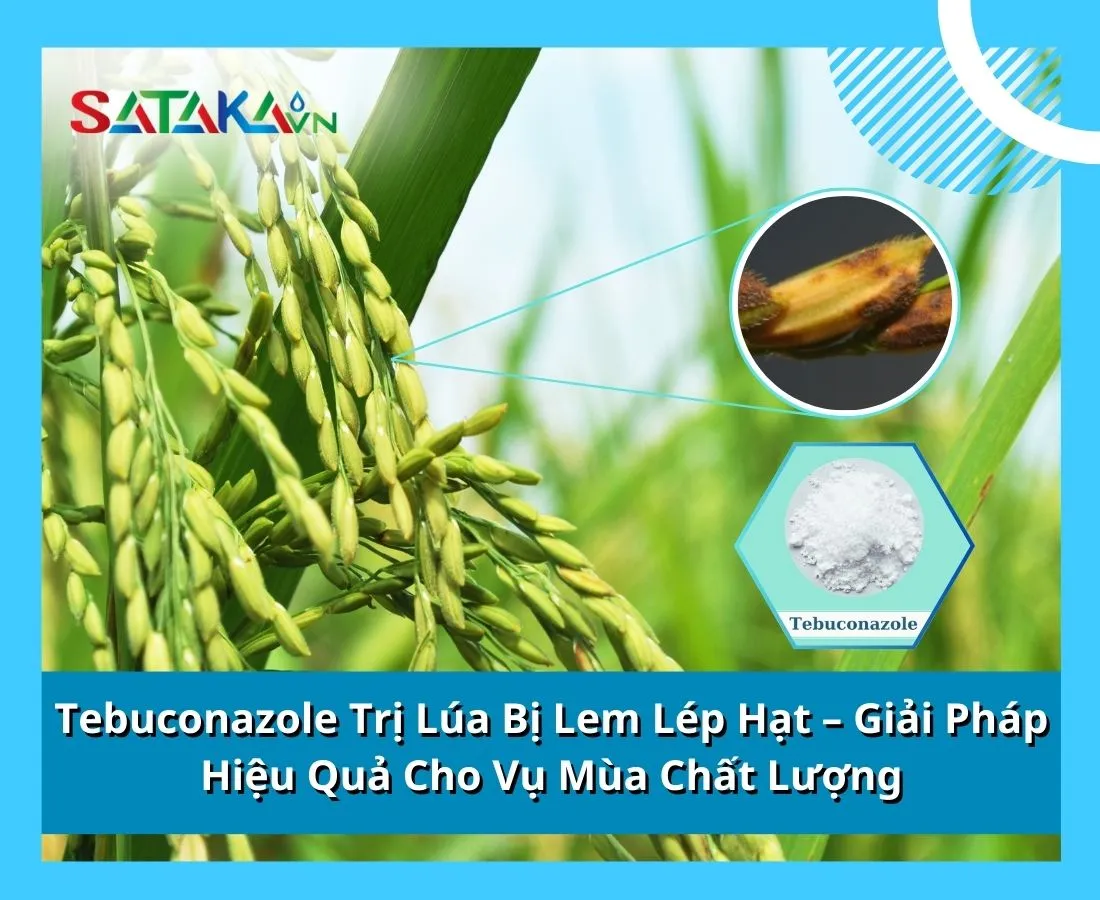 Tebuconazole Trị Lúa Bị Lem Lép Hạt – Giải Pháp Hiệu Quả Cho Vụ Mùa Chất Lượng