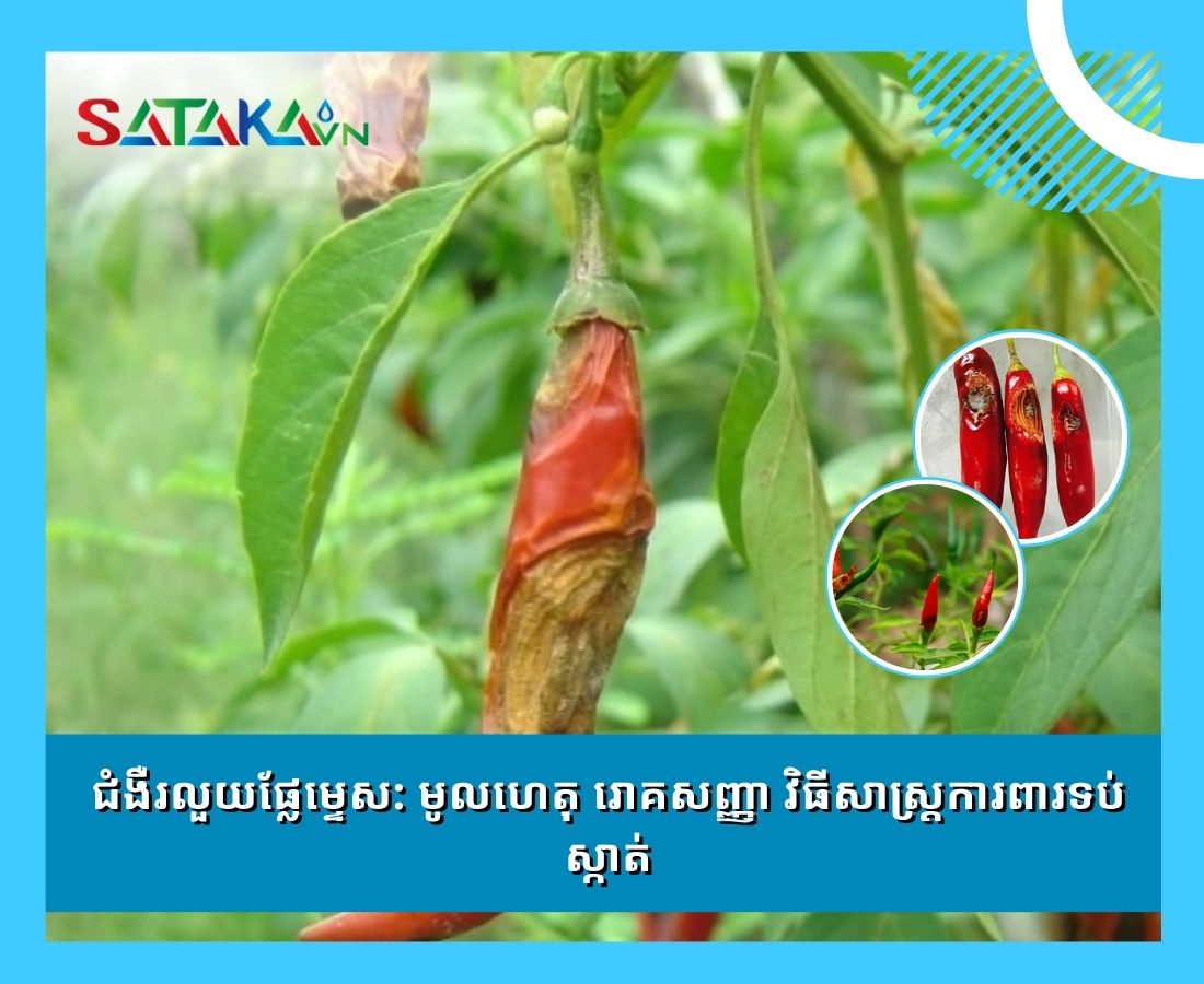 ជំងឺរលួយផ្លែម្ទេស: មូលហេតុ រោគសញ្ញា វិធីសាស្រ្តការពារទប់ស្កាត់