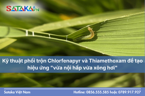 Kỹ thuật phối trộn Chlorfenapyr và Thiamethoxam để tạo hiệu ứng "vừa nội hấp vừa xông hơi"