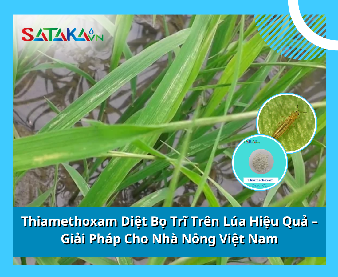 Thiamethoxam Diệt Bọ Trĩ Trên Lúa Hiệu Quả – Giải Pháp Cho Nhà Nông Việt Nam