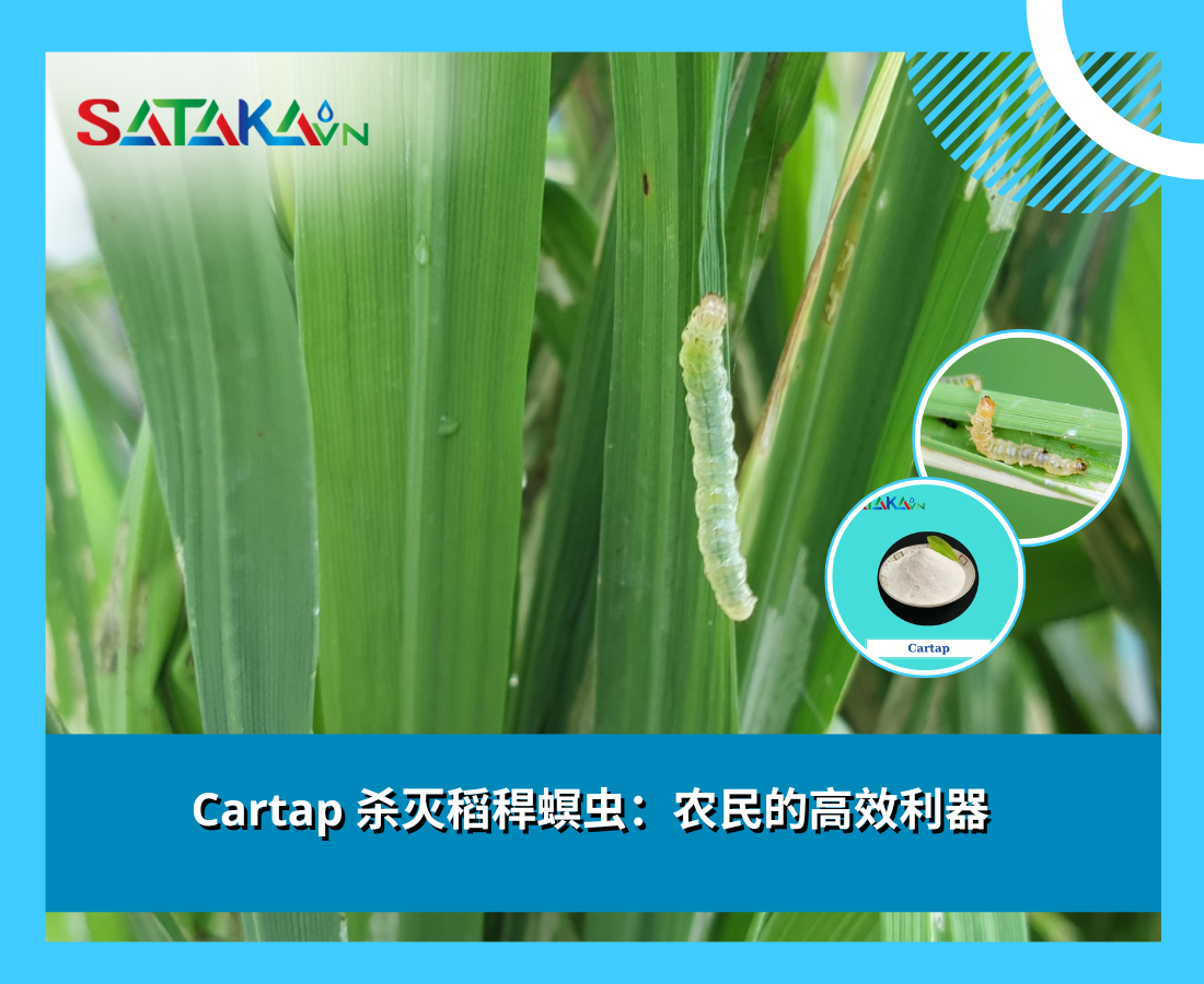 Cartap 杀灭稻稈螟虫：农民的高效利器