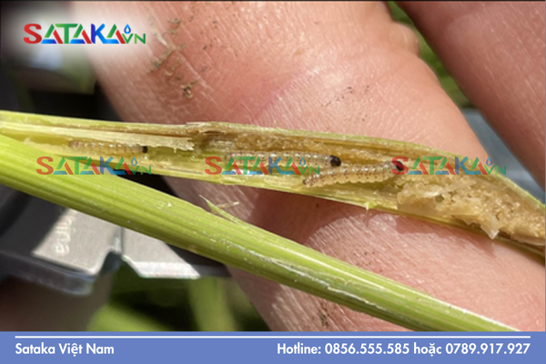 Tại sao 380SC là nồng độ "vàng" cho sâu kháng thuốc nặng?