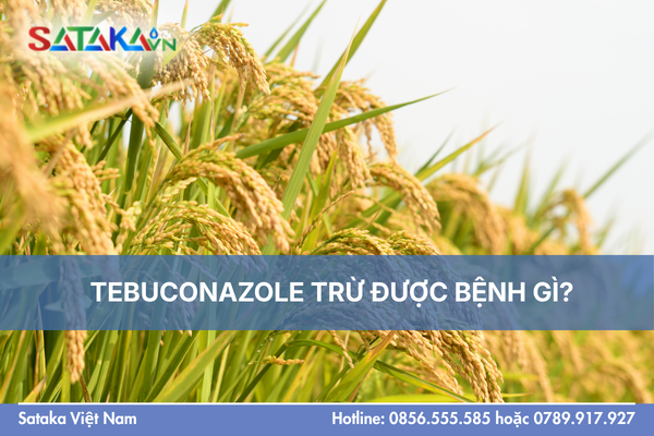TEBUCONAZOLE TRỪ ĐƯỢC BỆNH GÌ?