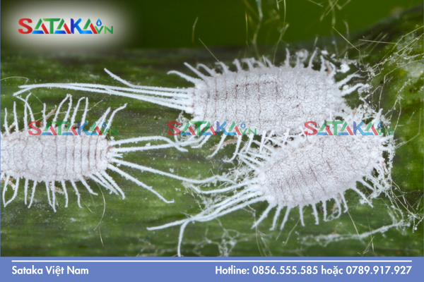 Câu hỏi thường gặp 