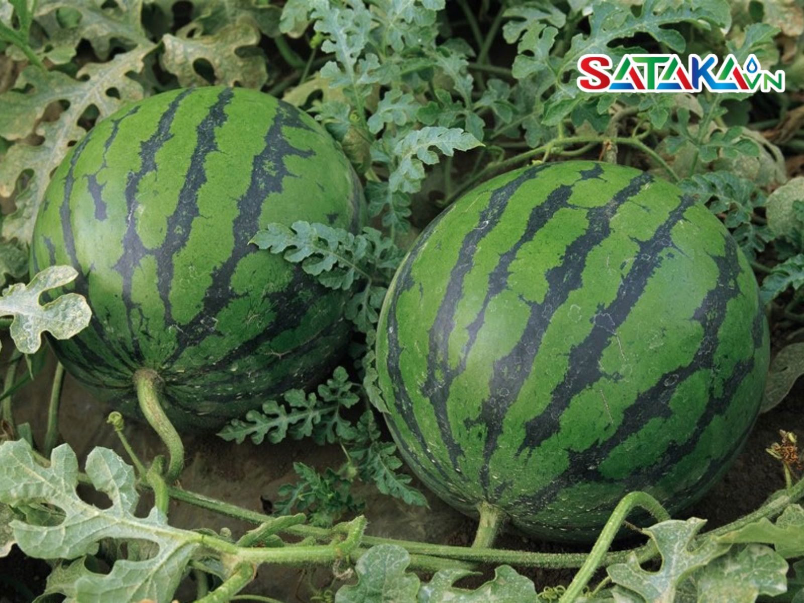 bệnh thán thư dưa hấu