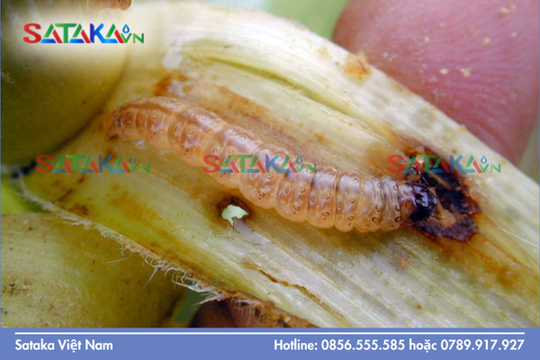 Câu hỏi thường gặp