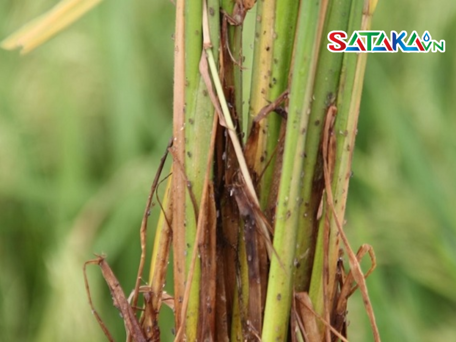 Thiamethoxam for brown planthopper control on rice