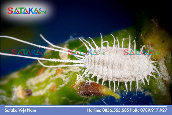 Sataka – Năng lực cung ứng hệ thống hoạt chất quản lý rệp sáp mùa nắng