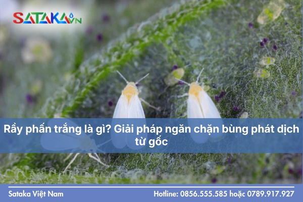 Rầy phấn trắng là gì? Giải pháp ngăn chặn bùng phát dịch từ gốc