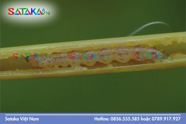 Câu hỏi thường gặp