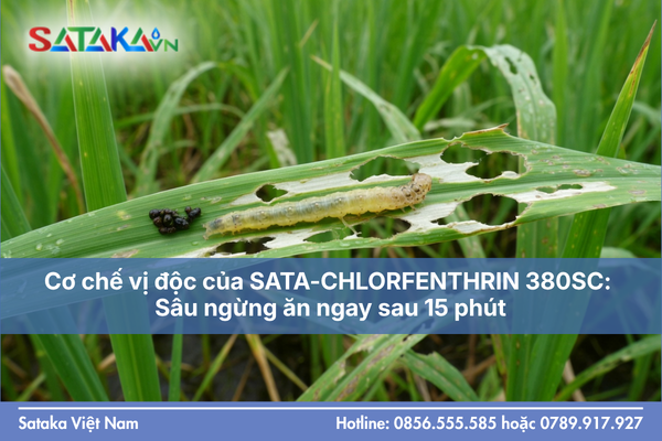 Cơ chế vị độc của SATA-CHLORFENTHRIN 380SC: Sâu ngừng ăn ngay sau 15 phút.