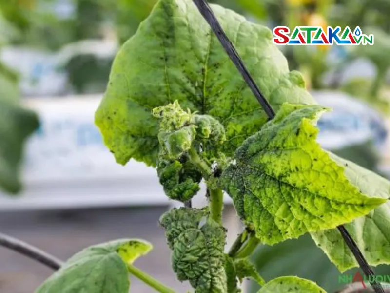 Prevent Cucumber Thrips Effectively, Safely and Quickly