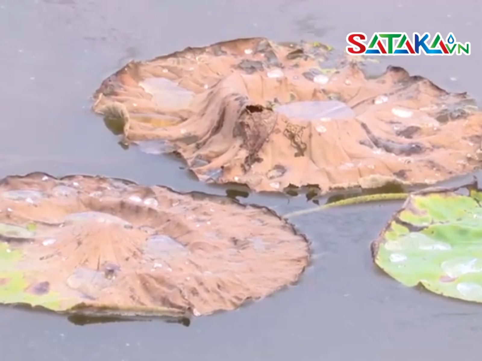 ជំងឺអង់ត្រាក់ណូសលើឈូក