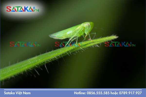 Bản chất "Tiền độc tố" (Pro-insecticide): Gậy ông đập lưng ông