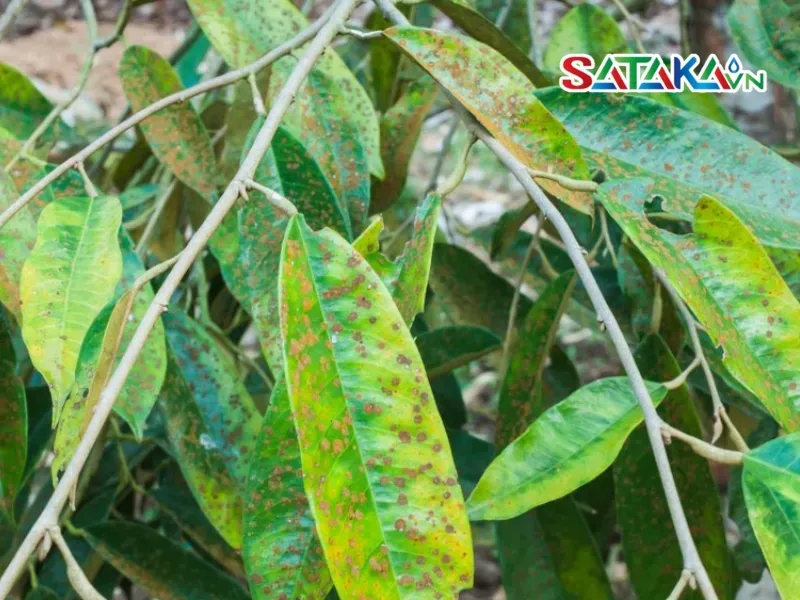 Seaweed spot disease - Durian tree disease