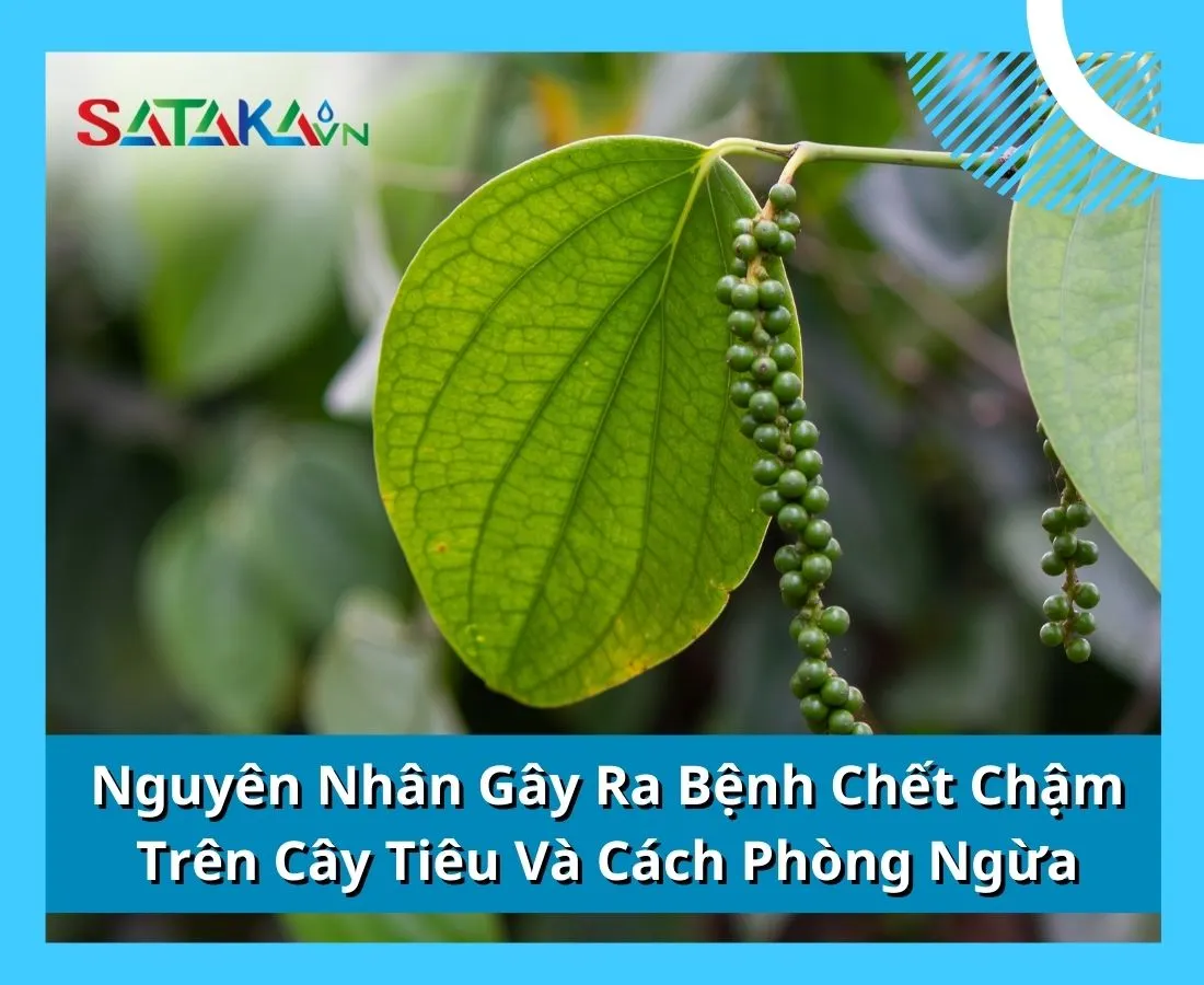 Nguyên Nhân Gây Ra Bệnh Chết Chậm Trên Cây Tiêu Và Quy Trình Phòng Ngừa 