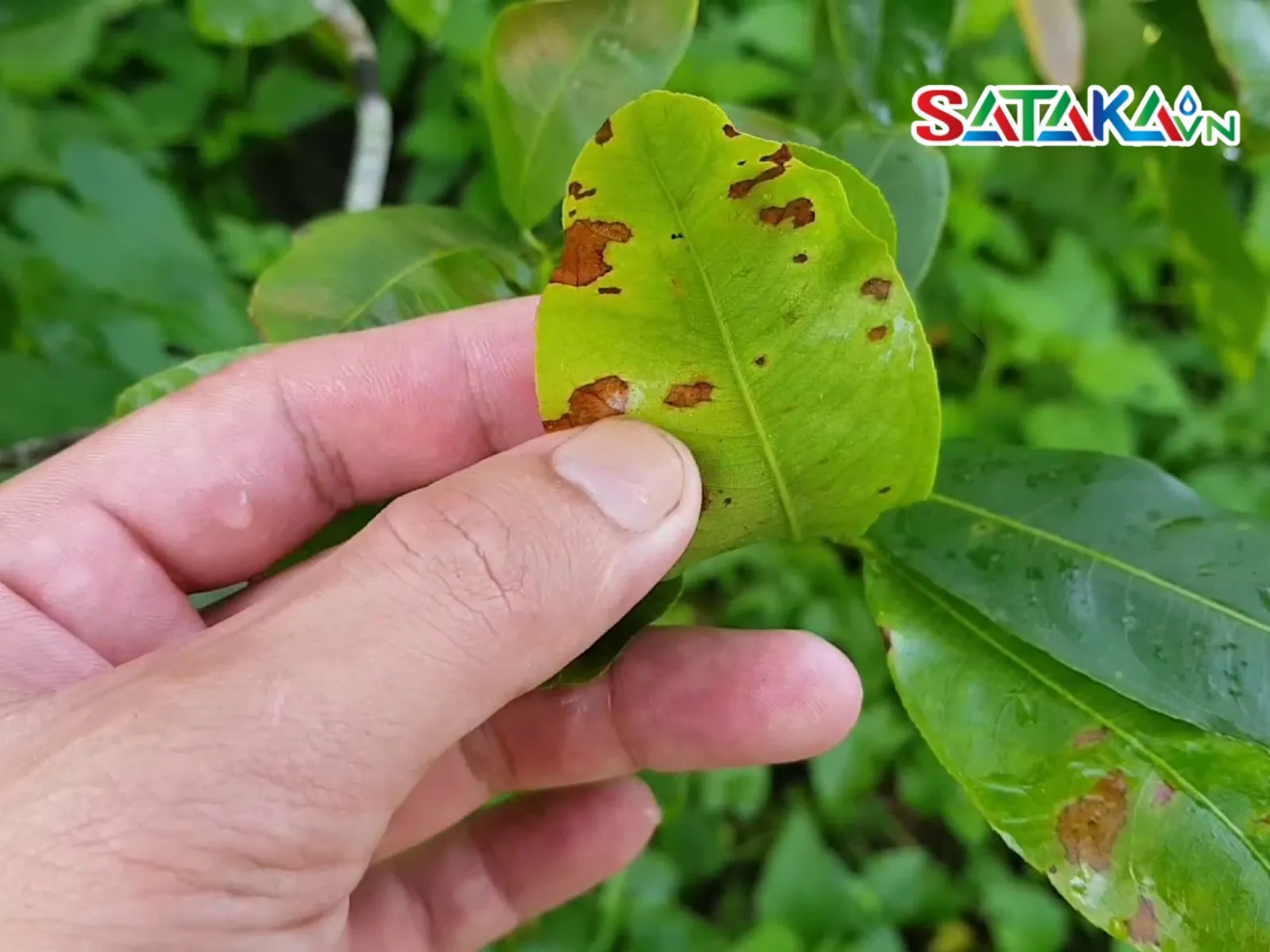 How to prevent and treat leaf blight on apricot trees