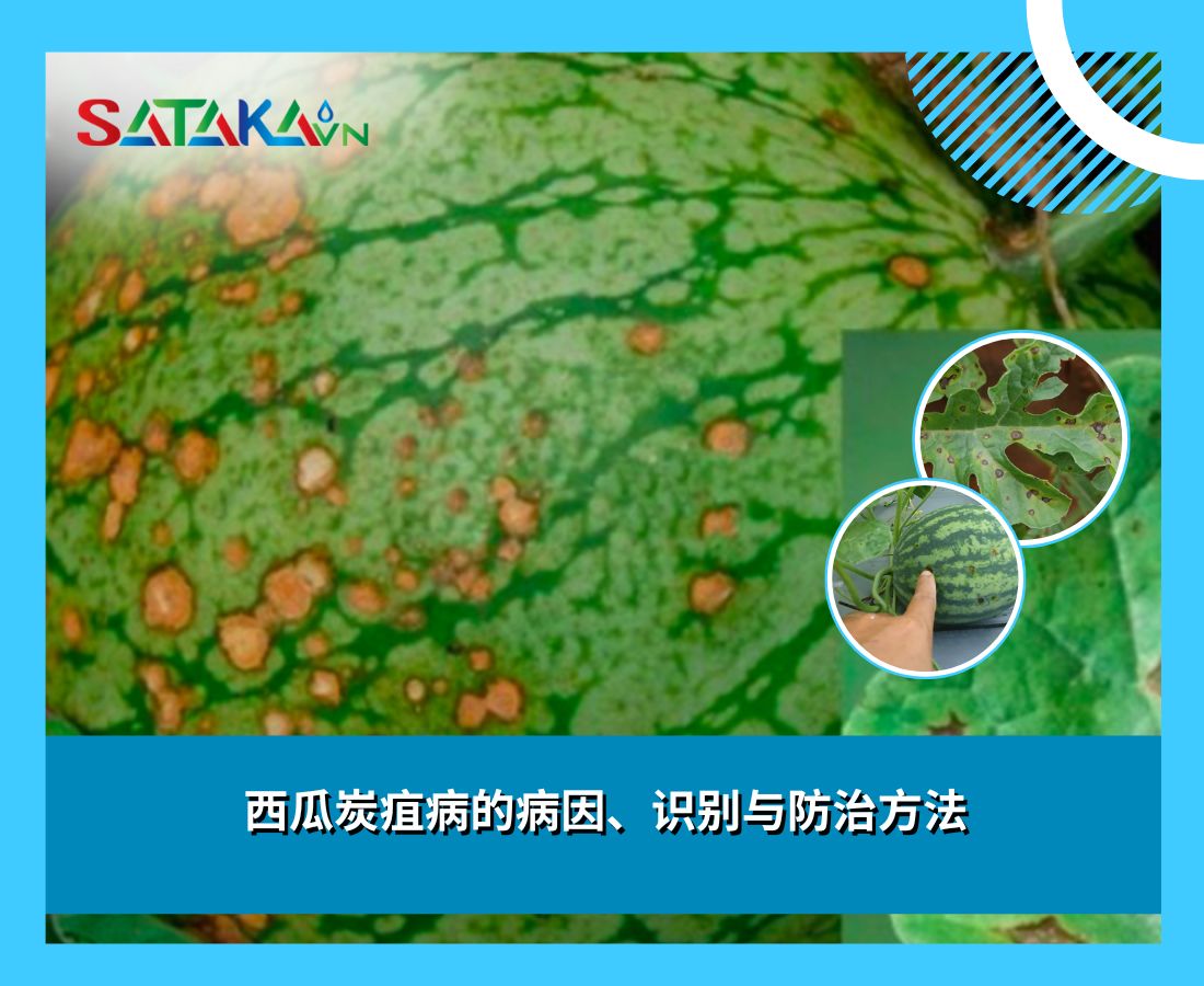 西瓜炭疽病的病因、识别与防治方法